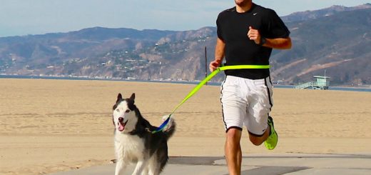 Szabad-e kutyával együtt futni?
